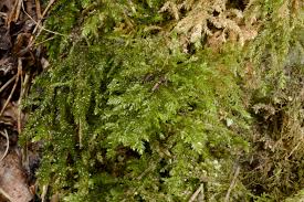 Attēlu rezultāti vaicājumam “Thamnobryum subserratum”