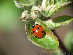 Attēlu rezultāti vaicājumam “Coccinella septempunctata imago”