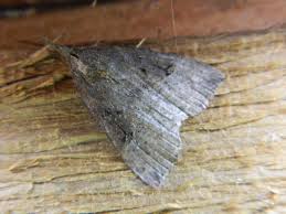 Attēlu rezultāti vaicājumam “Hypena rostralis”