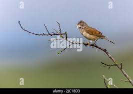 Attēlu rezultāti vaicājumam “Sylvia communis adult”