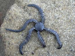 Attēlu rezultāti vaicājumam “Ophiotheca sp.”