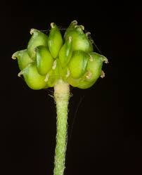 Attēlu rezultāti vaicājumam “Ranunculus acris fruit”