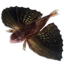 Image result for Dactylopterus volitans