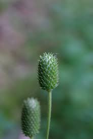 Attēlu rezultāti vaicājumam “Anemone ranunculoides bud”