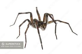 Attēlu rezultāti vaicājumam “Tegenaria sp.”