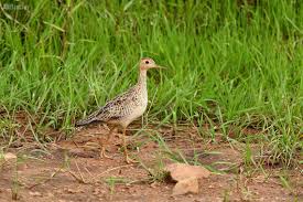 Image result for Bartramia longicauda