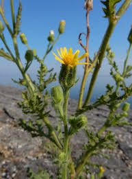 Attēlu rezultāti vaicājumam “Senecio viscosus leaf”