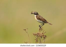 Attēlu rezultāti vaicājumam “Saxicola rubetra”