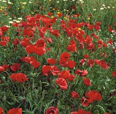 Image result for Mohn