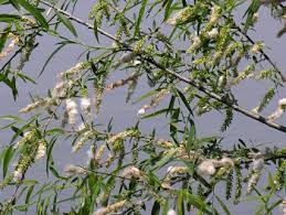 Attēlu rezultāti vaicājumam “Salix x doniana flower”