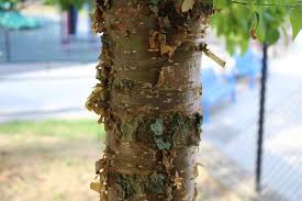 Attēlu rezultāti vaicājumam “Syringa reticulata subsp. amurensis leaf”