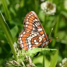 Attēlu rezultāti vaicājumam “Euphydryas maturna upperside”