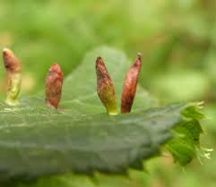 Attēlu rezultāti vaicājumam “Eriophyes tiliae”