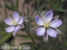 Attēlu rezultāti vaicājumam “Spergularia rubra leaf”