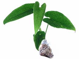 Attēlu rezultāti vaicājumam “Cliostomum corrugatum”