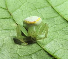 Attēlu rezultāti vaicājumam “Thomisidae”