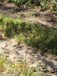 Attēlu rezultāti vaicājumam “Peucedanum oreoselinum flower”