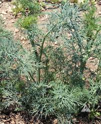 Attēlu rezultāti vaicājumam “Anethum graveolens”