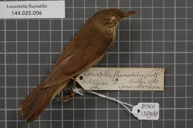 Image result for Locustella fluviatilis