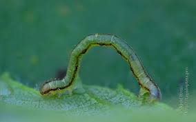 Attēlu rezultāti vaicājumam “Eupithecia exiguata”