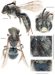 Attēlu rezultāti vaicājumam “Andrena”