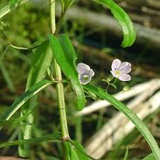Attēlu rezultāti vaicājumam “Veronica scutellata bud”