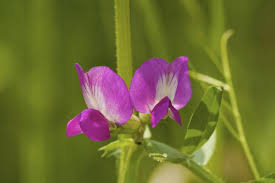 Attēlu rezultāti vaicājumam “Vicia angustifolia flower”