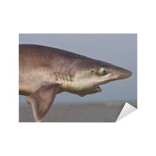 Image result for Mustelus mustelus