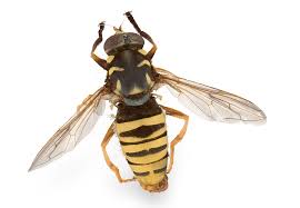 Attēlu rezultāti vaicājumam “Temnostoma vespiforme”