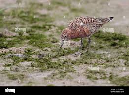 Attēlu rezultāti vaicājumam “Calidris ferruginea adult”