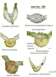 Attēlu rezultāti vaicājumam “Tortula lingulata macro”