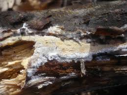 Attēlu rezultāti vaicājumam “Hyphodontia barba-jovis”