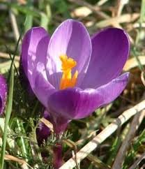 Attēlu rezultāti vaicājumam “Crocus vernus subsp. vernus”
