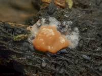 Attēlu rezultāti vaicājumam “Dictydiaethalium plumbeum macro”