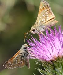 Attēlu rezultāti vaicājumam “Hesperia comma male”