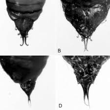 Attēlu rezultāti vaicājumam “Crocallis elinguaria larva”
