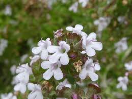 Image result for Thymus vulgaris