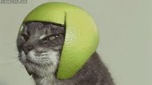 Image result for limecat