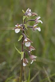 Attēlu rezultāti vaicājumam “Epipactis palustris”