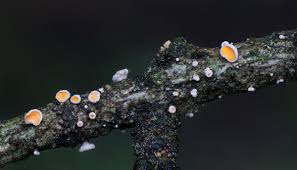 Attēlu rezultāti vaicājumam “Lachnellula willkommii”