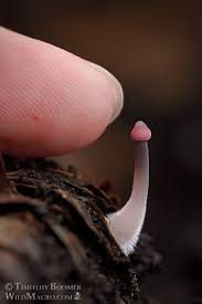 Attēlu rezultāti vaicājumam “Mycena purpureofusca”