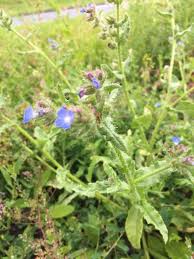 Attēlu rezultāti vaicājumam “Anchusa arvensis leaf”