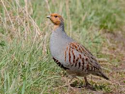 Attēlu rezultāti vaicājumam “Perdix perdix”