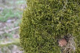 Attēlu rezultāti vaicājumam “Antitrichia curtipendula macro”