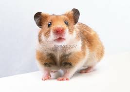 Image result for хомяк