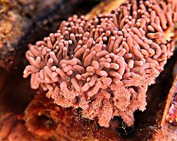 Attēlu rezultāti vaicājumam “Arcyria stipata spores”