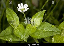 Attēlu rezultāti vaicājumam “Moehringia trinervia flower”