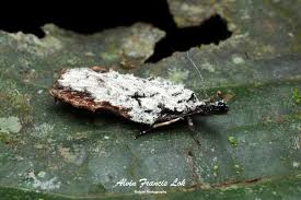 Attēlu rezultāti vaicājumam “Depressariidae”