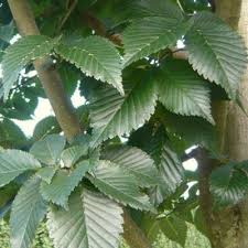 Attēlu rezultāti vaicājumam “Ulmus x hollandica”