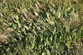 Attēlu rezultāti vaicājumam “Scorzonera humilis bud”